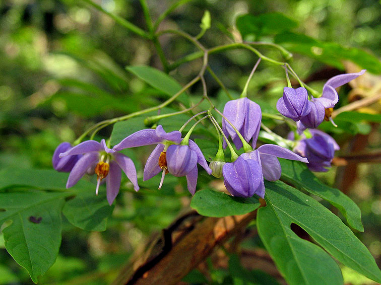 Brazilian Nightshade - Solanum seaforthianum.jpg