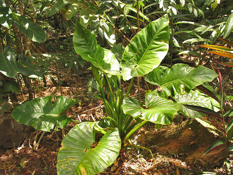 Cunjevoi - Alocasia brisbanensis.jpg