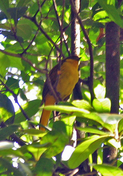 Golden Bowerbird.jpg