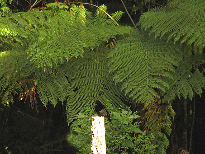 Australian Tree fern and Riflebird male_.jpg