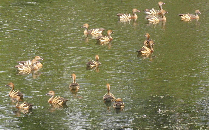 Plumed Whistling Ducks.jpg