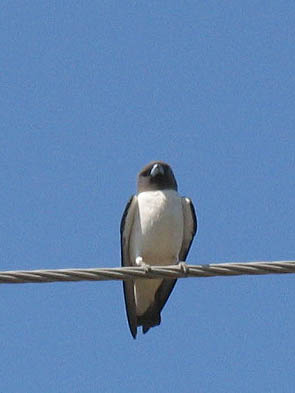 White breasted Wood Swallow.jpg
