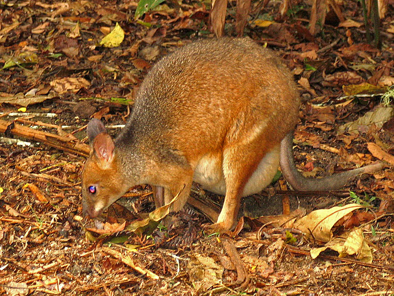 Red-legged Pademelon with Joey in daytime.jpg