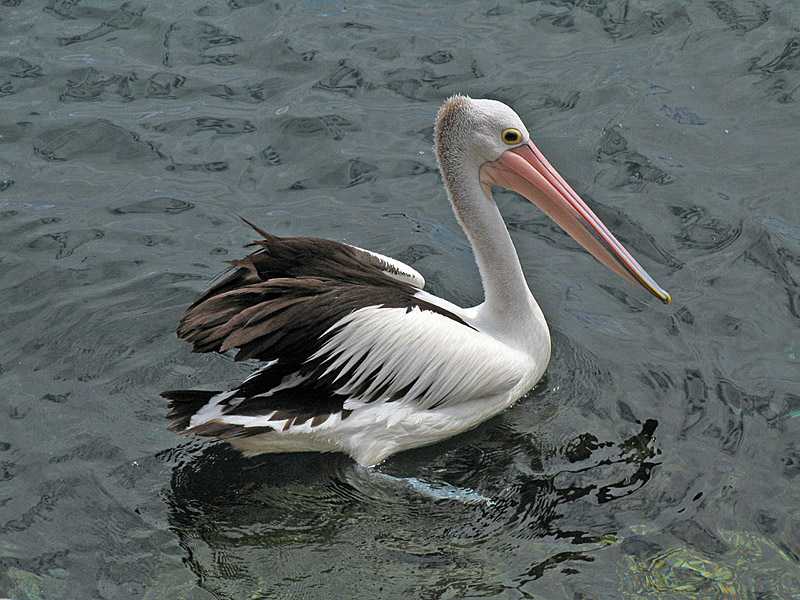 Australian Pelican.jpg