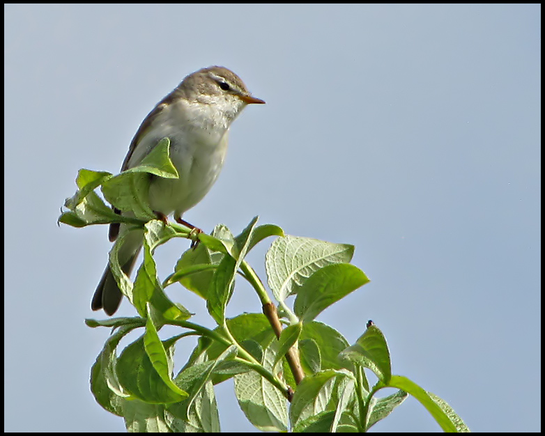  Willow Warbler - Lvsngare.jpg