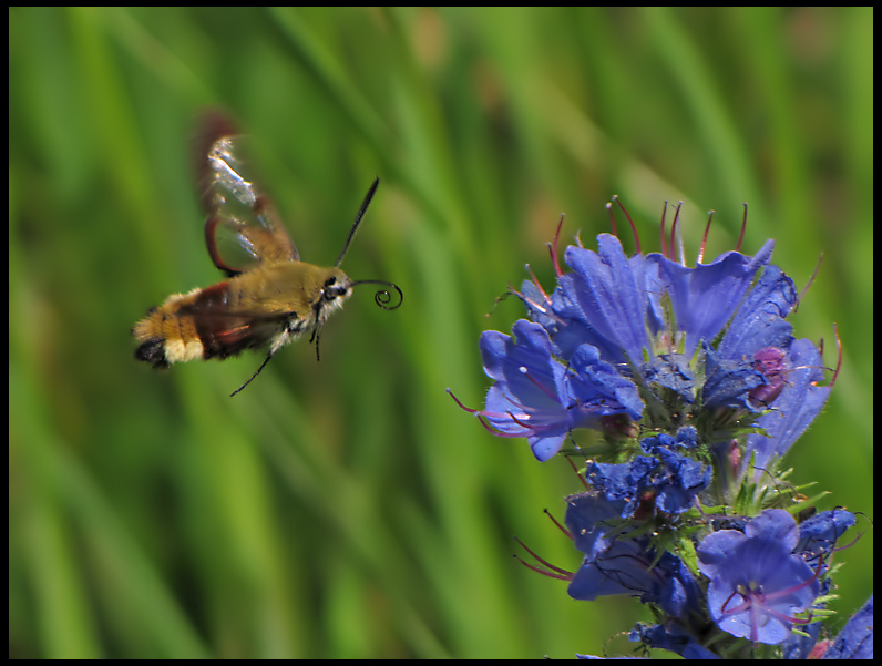 Humlelik dagsvrmare - Hemaris fuciformis.jpg