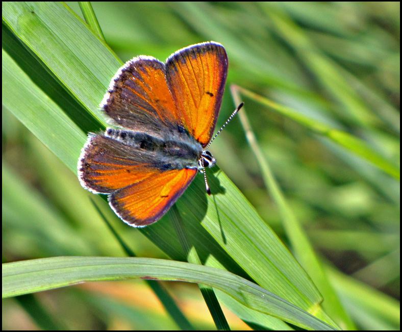 Viiolet-edged Copper  - Lycaenae hippothoe  -  Violettkantad guldvinge.jpg