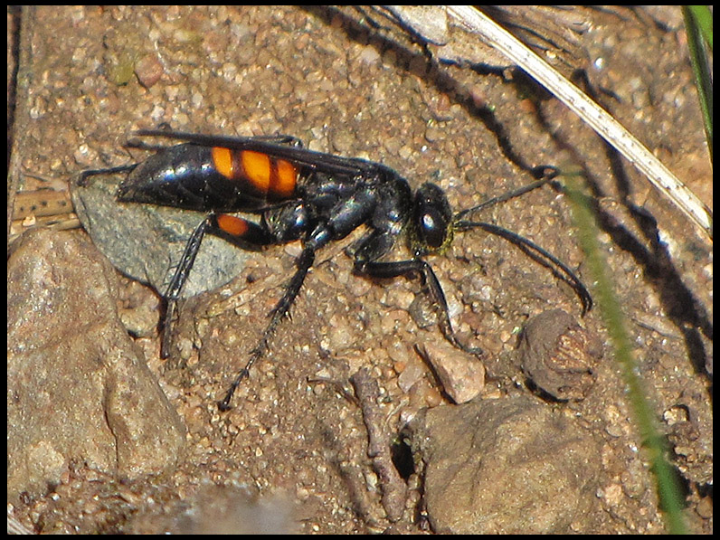 Vargvgstekel - Anoplius viaticus.jpg