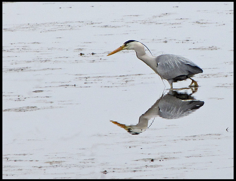 Grey Herons - Ardea cinnerea.jpg