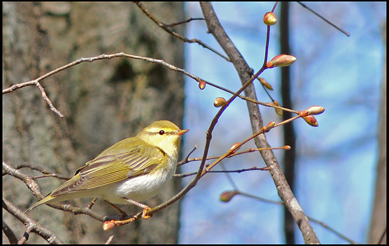 Wood Warbler - Grnsngare.jpg