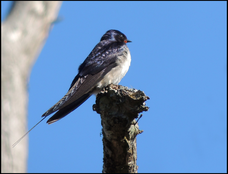 Barn Swallow - Hirundo rustica.jpg - Ladusvala.jpg
