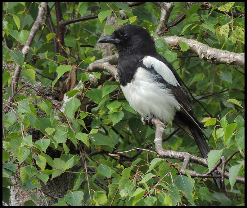 Magpie - Skata - youngster jpg