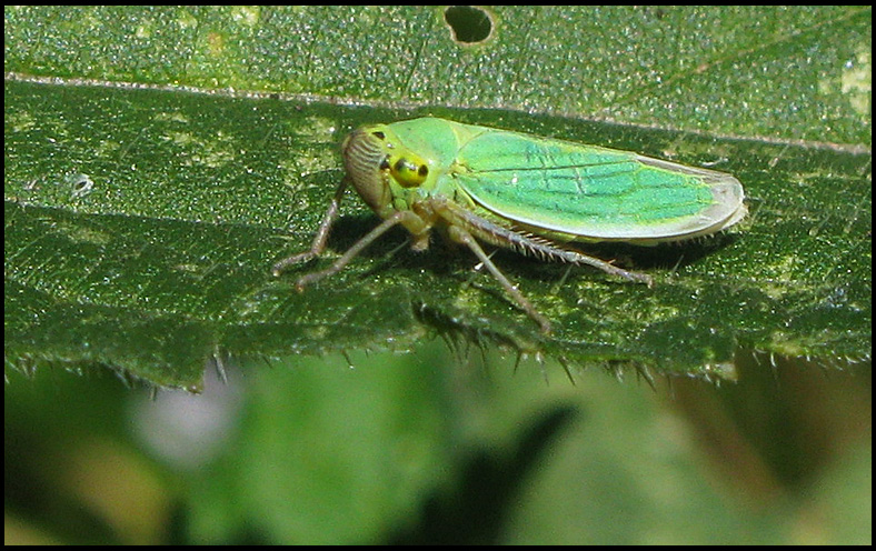 Cicadella viridis - Green Leafhopper - Blgrn krrstrit - 
