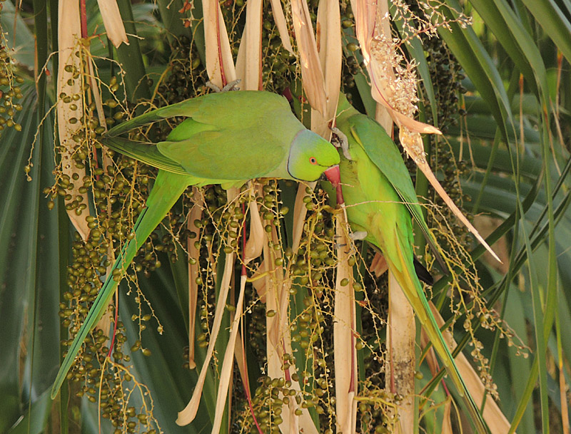 Halsbandsparakeet - Ring-necked Parakeet. jpeg