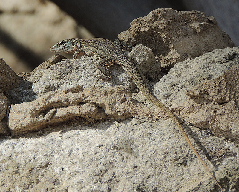 Lizards and Gechoes of Gran Canaria