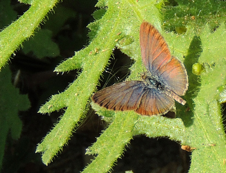 Cyclyrius webbianus - Canary Blue Butterfly.jpg