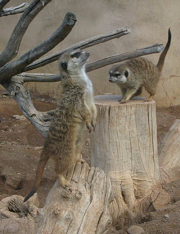 Meerkats - Surikater.jpg