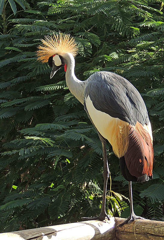 Crowned crane.jpg