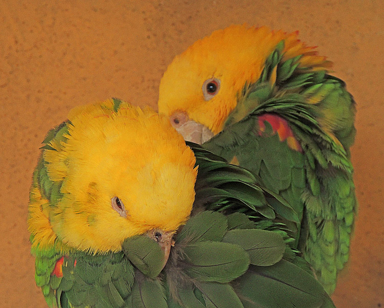 Yellow-headed Amazon Parrot .jpg