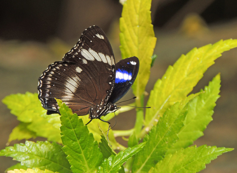 Blue Moon Butterfly - Hypolimnas bolina.jpg