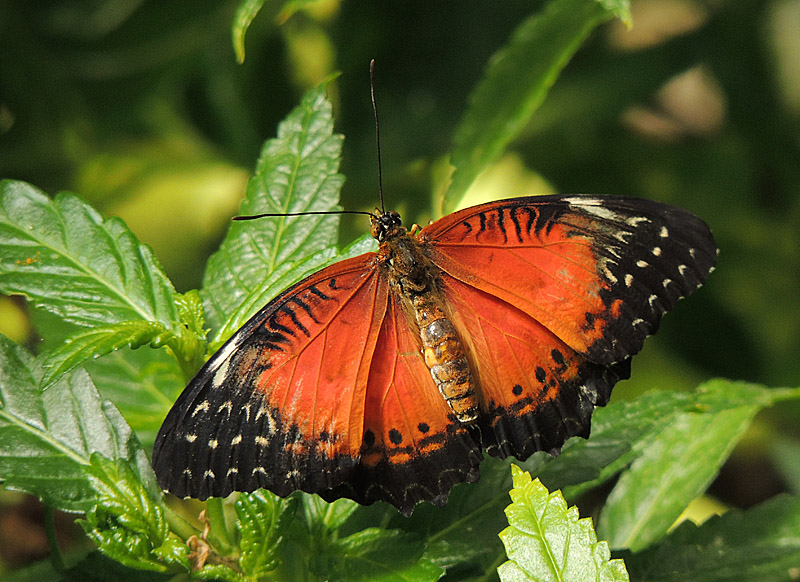 Red Lacewing - Cethosia biblis.jpg