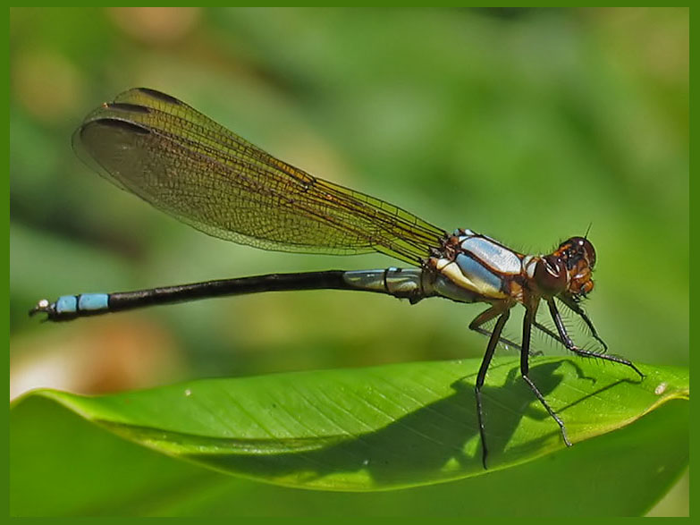 Diphlebia coerulescens.jpg