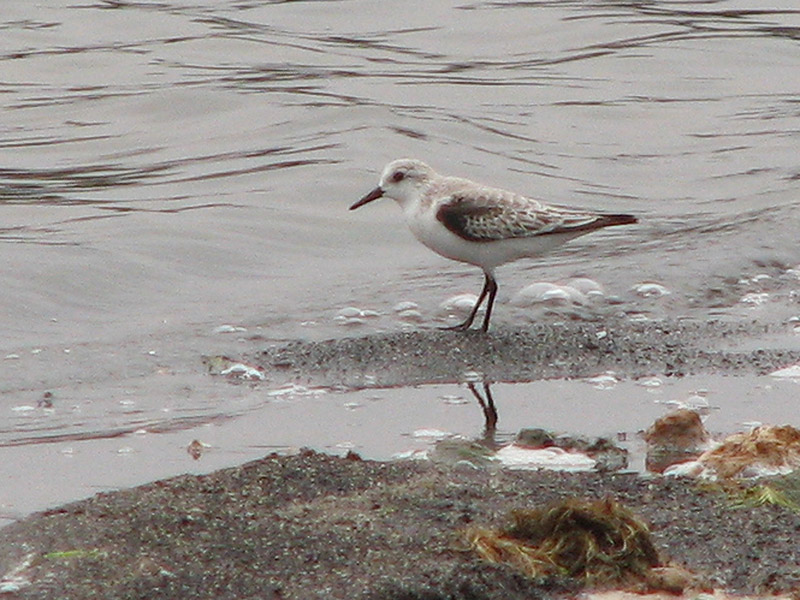 Sanderling - Strandlparejpg