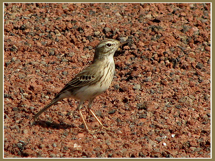 Berthelots Pipit - Kanariepiplrka.jpg