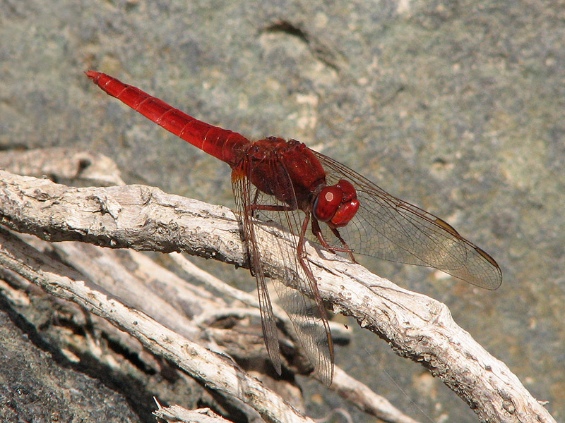 Scarlet Darter - Crocothemis erythraea 2.jpg