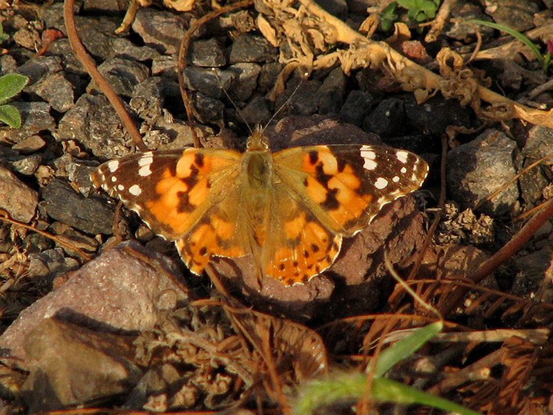 Painted Lady.jpg