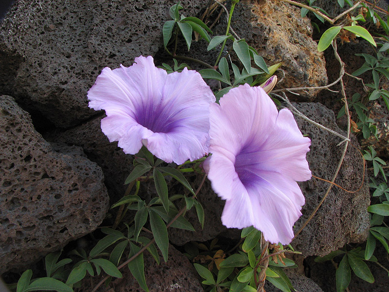 convolvulus?.jpg