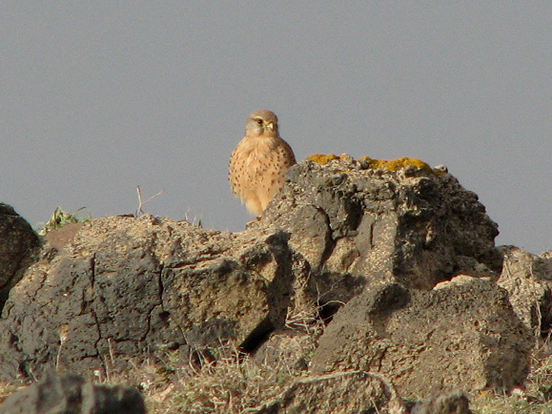 Kestrel - Tornfalk.jpg