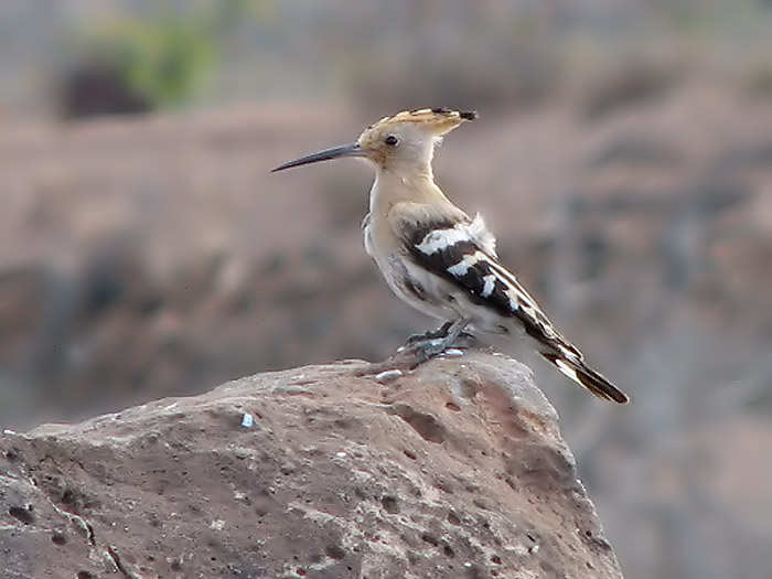 Hoopoe - Hrfgel.jpg