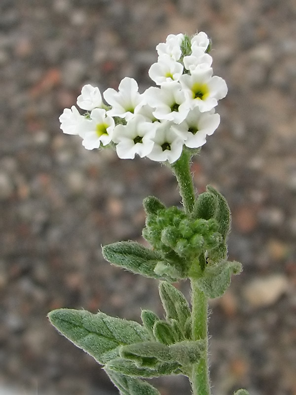 Heliotropum erosum.jpg