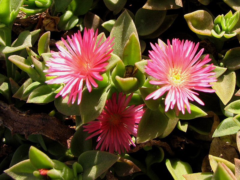 Aptenia cordifolia.jpg