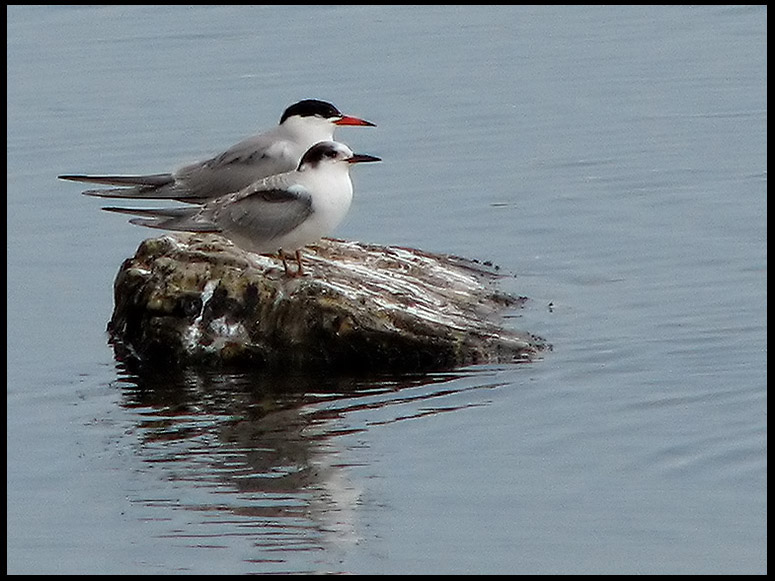 Common Tern - Sterna hirundo - Fisktrna.jpg