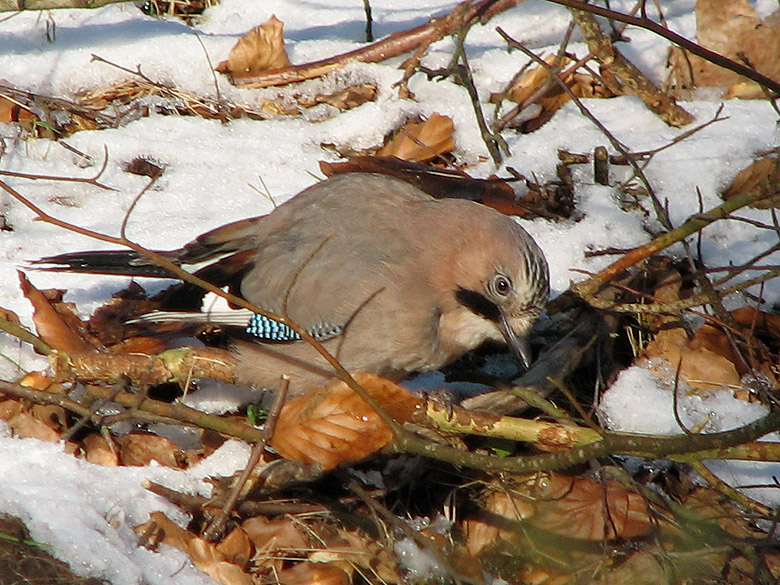 European Jay - Ntskrika.jpg