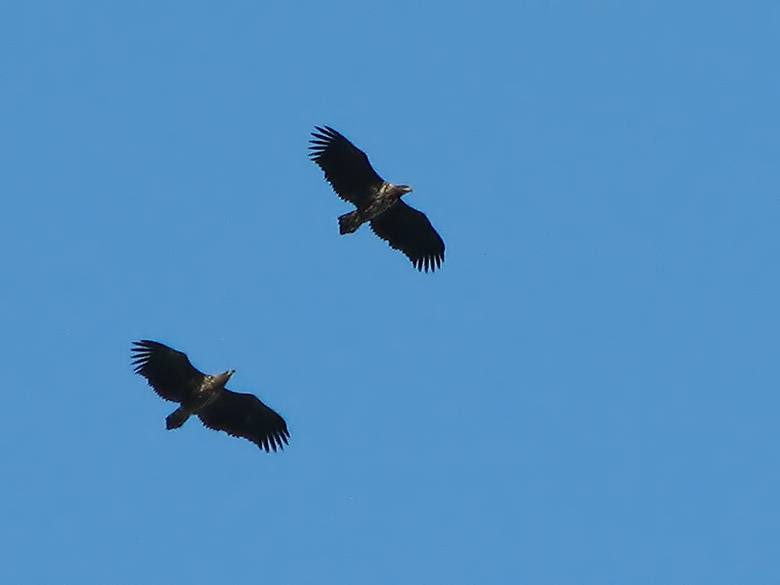 White-tailed Eagles - Haliaeetus albicilla - Havsrn.jpg