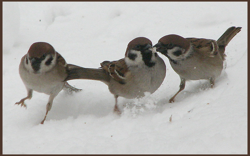 Tree Sparrows - Passer montanus - Pilfink.jpg