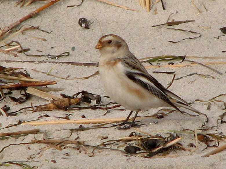 Snow Bunting - Plectrophenax nivalis - Snsparv.jpg