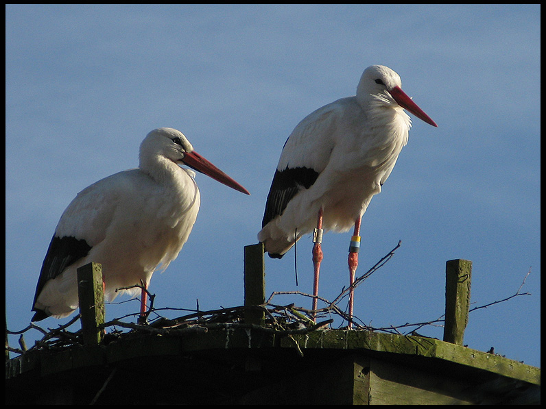 White Stork - Ciconia ciconia.jpg