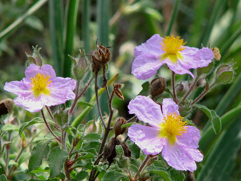 Cistus incanus.jpg