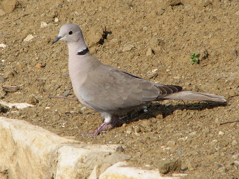 Collared Dove.jpg