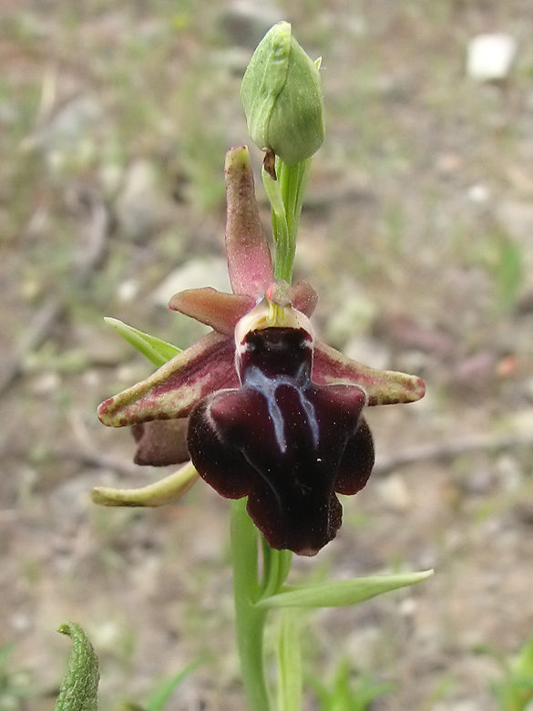 Ophrys mammosa.jpg