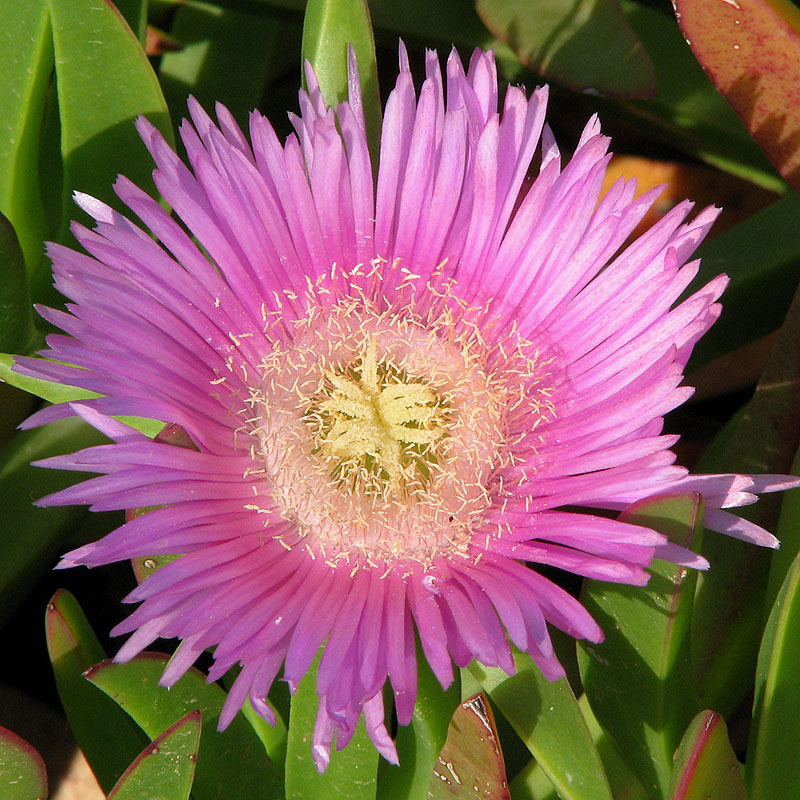 Hottentottfikon - Carpobrutus edulis.jpg