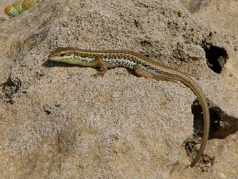 Troodos Lizard - Phoenicolacerta troodica.jpg