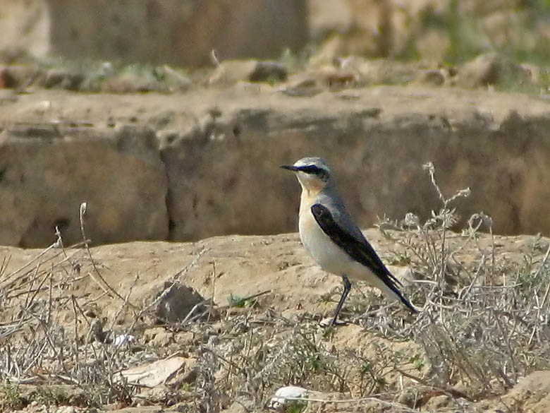 Northern Wheatear - Stenskvtta.jpg