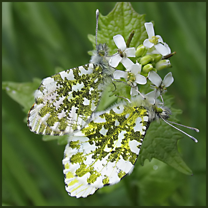 Orange tips - Antocharis cardamines - Aurorafjril.jpg