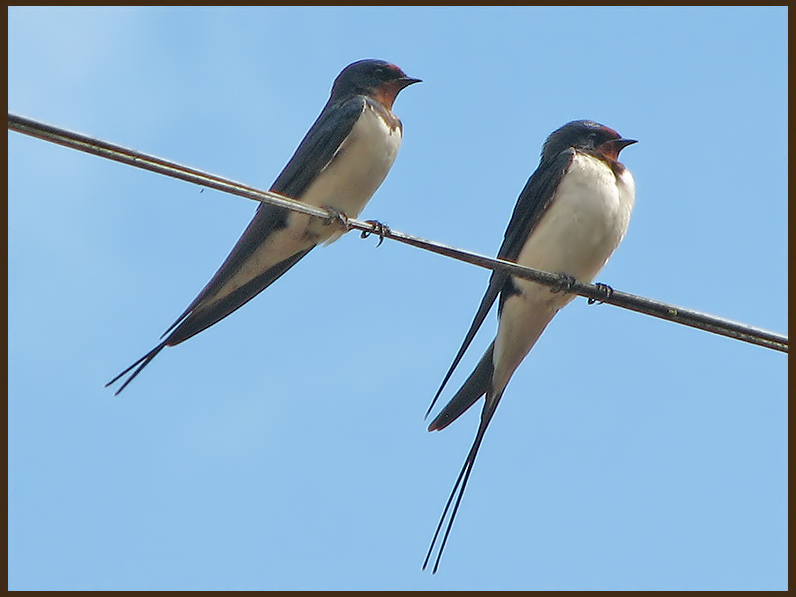 Barn Swallow - Hirundo rustica.jpg - Ladusvala.jpg