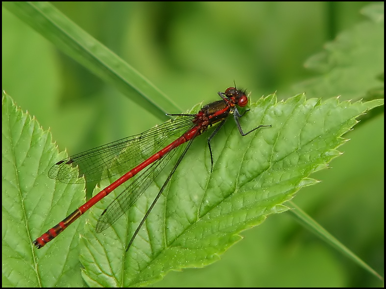 Pyrrhosoma nymphula - Rd flickslnda.jpg